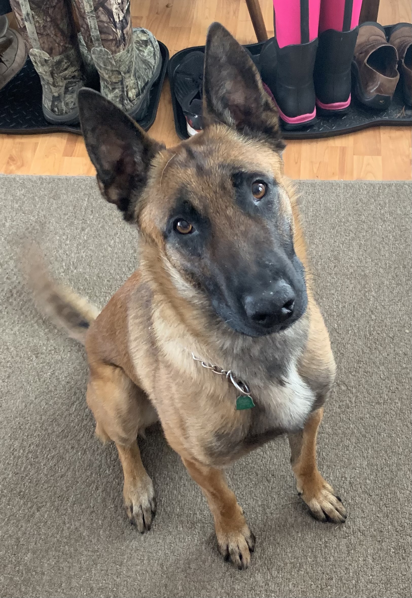 Operation K-911 Training